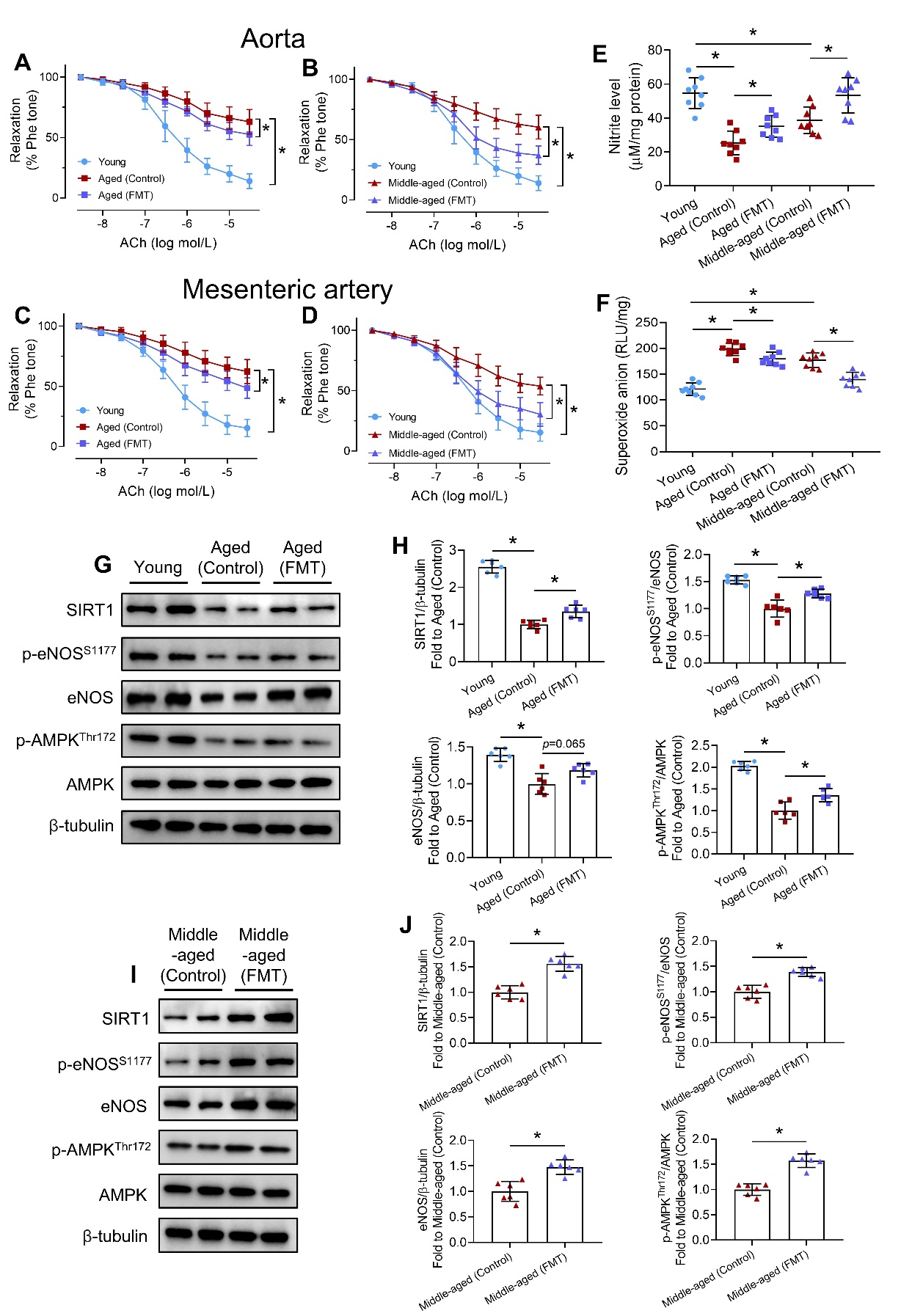 mサイズ Fecal Microbiota Transfer from Young Mice Reverts Vascular Aging