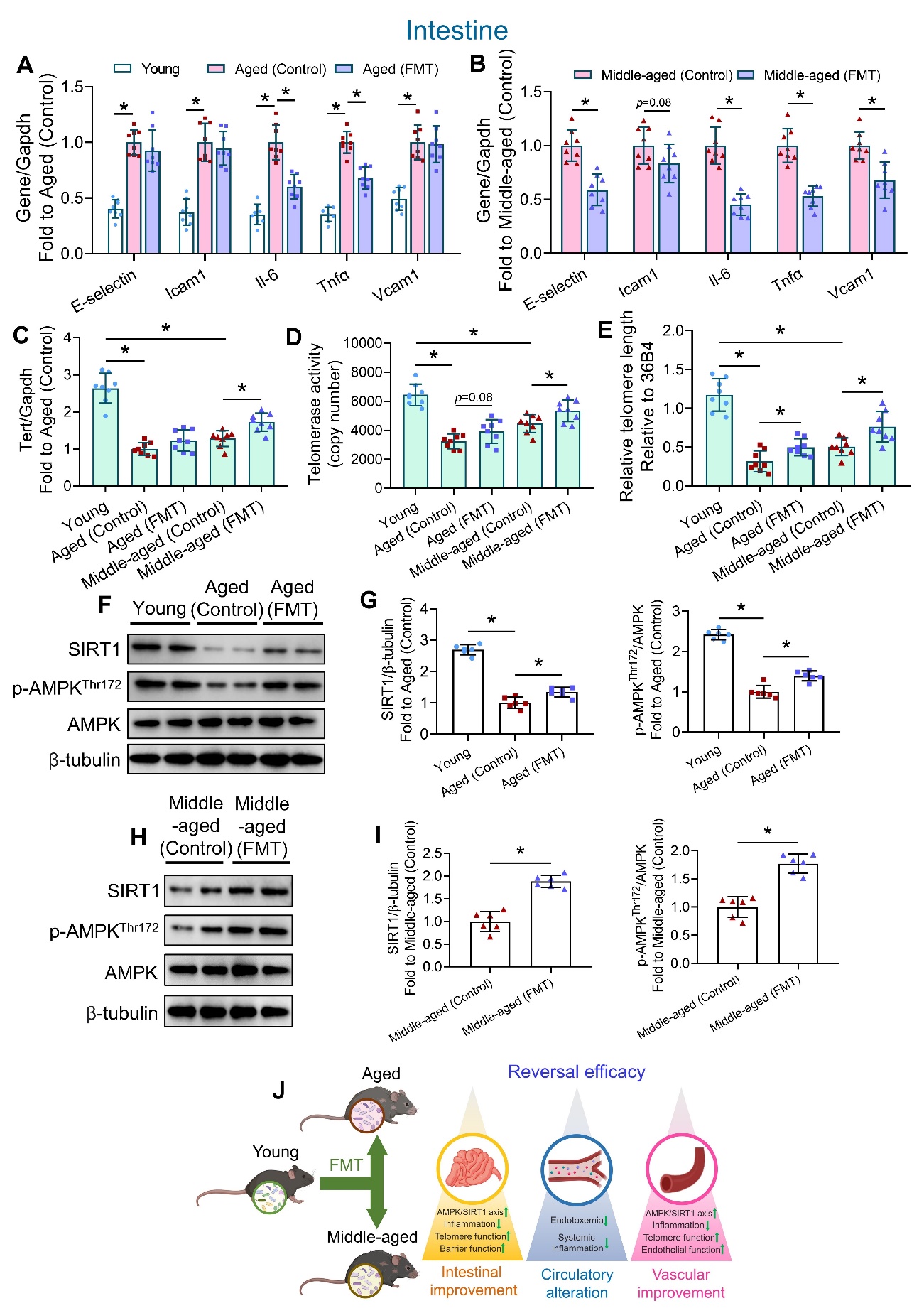 Fecal Microbiota Transfer from Young Mice Reverts Vascular Aging