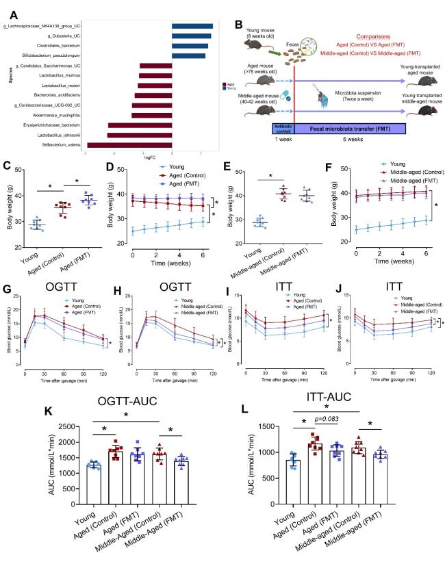 Fecal Microbiota Transfer from Young Mice Reverts Vascular Aging