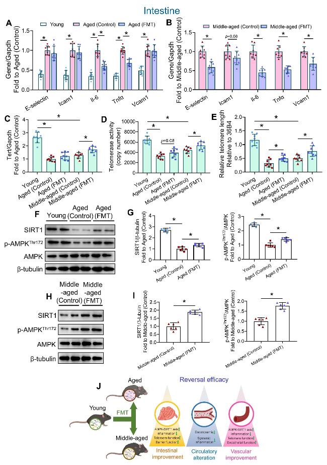 オーダー用 Frontiers | Gut microbiota: a potential new regulator of