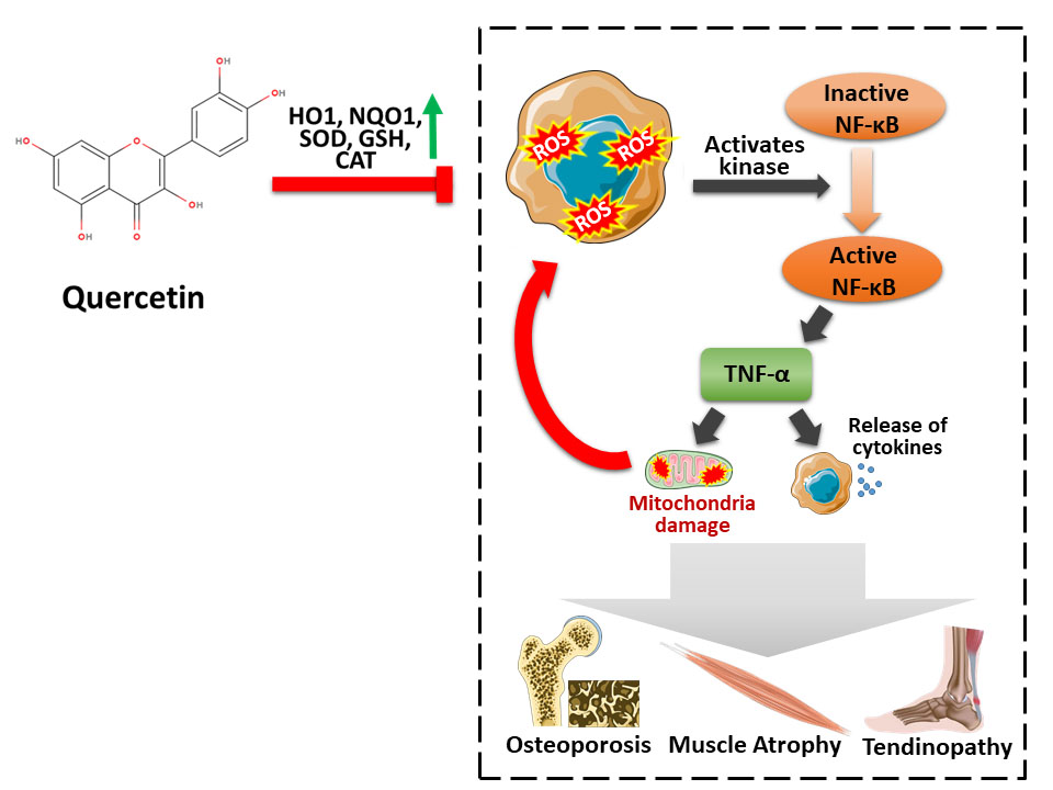 glutathione vs quercetin Therapeutic Potential of Quercetin as an Antioxidant for Bone-Muscle-Tendon  Regeneration and Aging