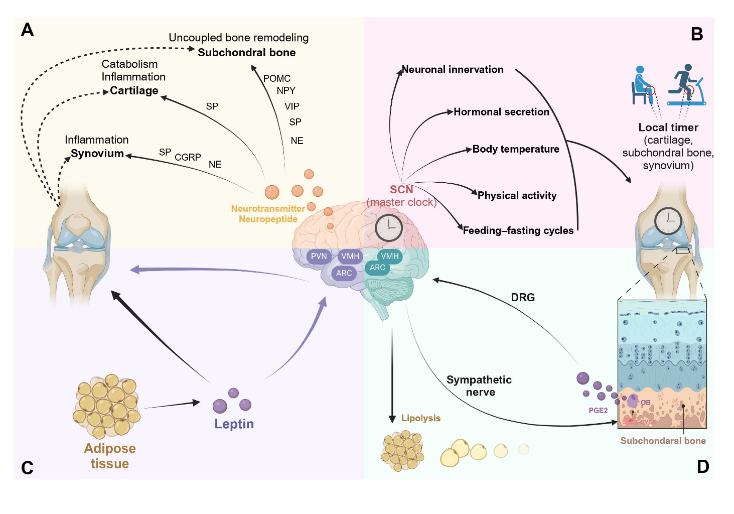 The Organ-Joint Axes in Osteoarthritis: Significant
