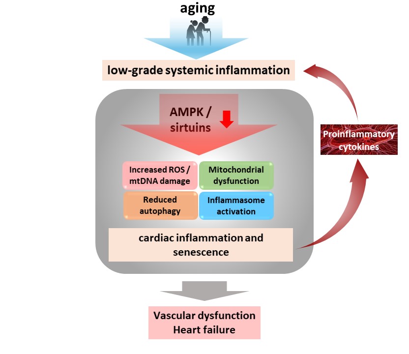 Role of AMPK and Sirtuins in Aging Heart: Basic and Translational Aspects