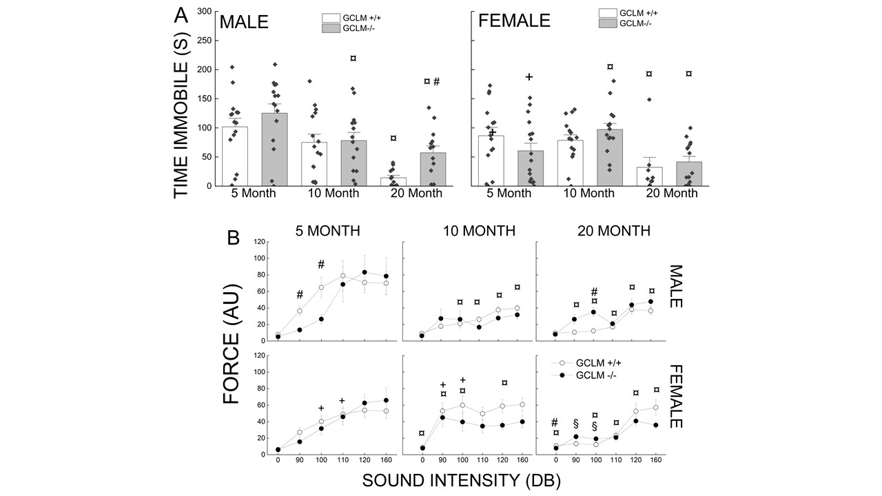 does l glutathione extends life of mice Lifelong Glutathione Deficiency in Mice Increased Lifespan and Delayed  Age-Related Motor Declines