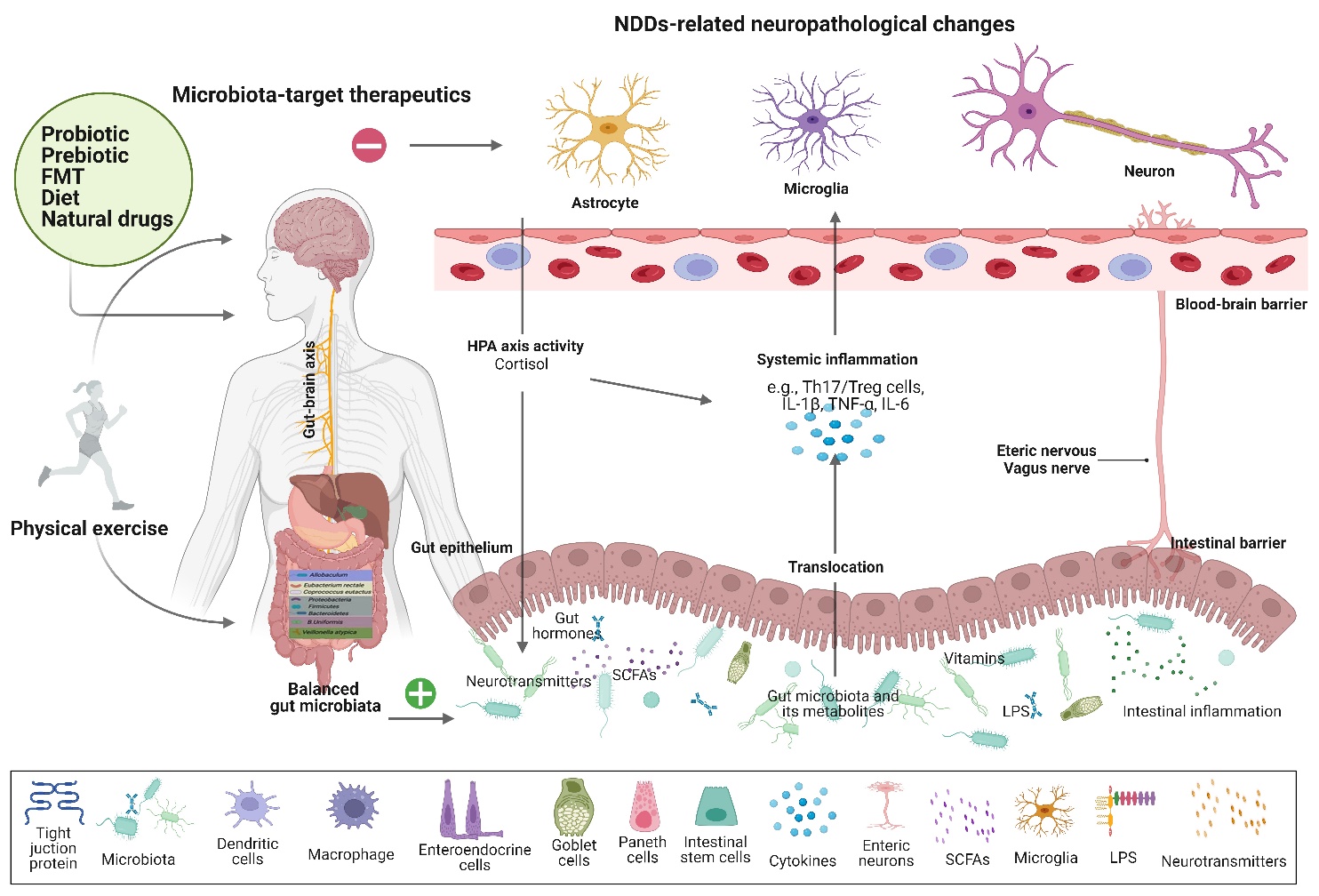 Gut Microbiota-Immune System Interactions in Health and