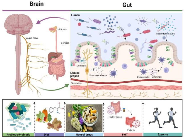 Gut Microbiota-Immune System Interactions in Health and