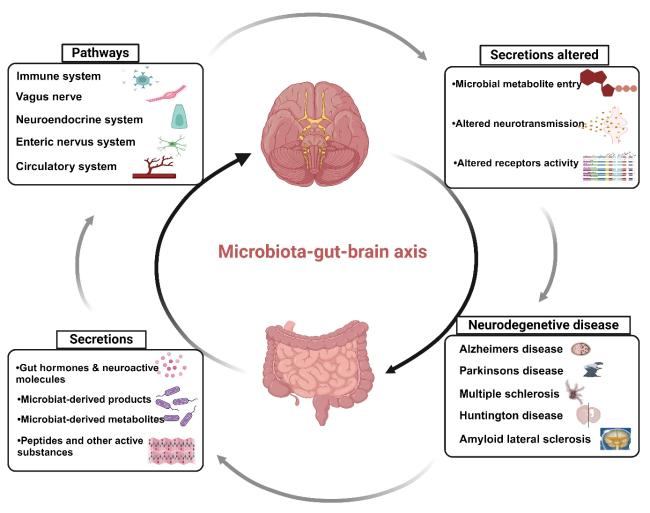 Gut Microbiota-Immune System Interactions in Health and