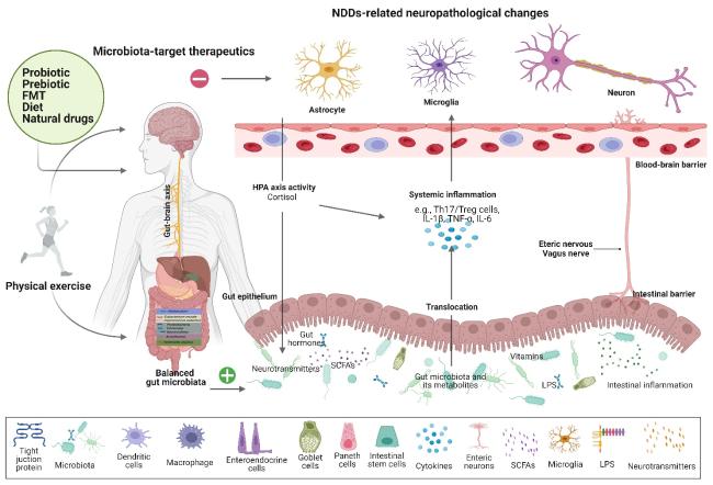 20枚 N Gut Microbiota-Immune System Interactions in Health and