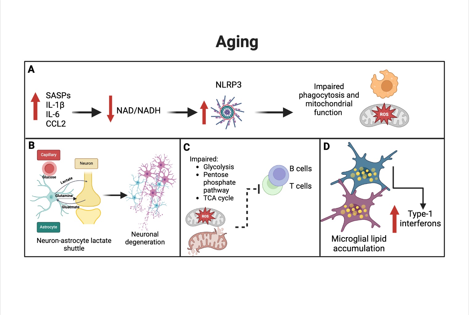 Immunometabolism In Brain Aging and Neurodegeneration: Bridging
