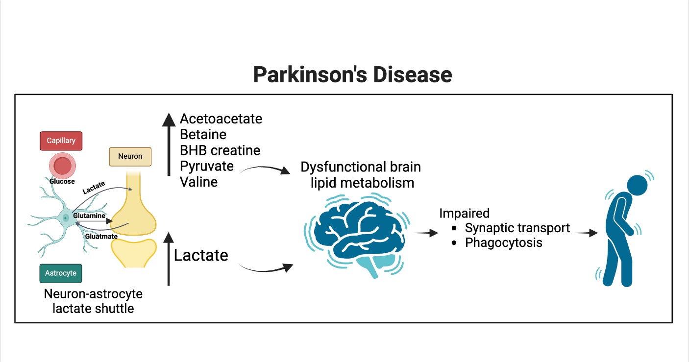 Immunometabolism In Brain Aging and Neurodegeneration: Bridging