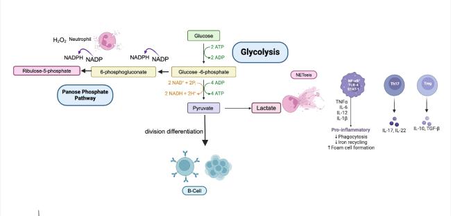 Immunometabolism In Brain Aging and Neurodegeneration: Bridging