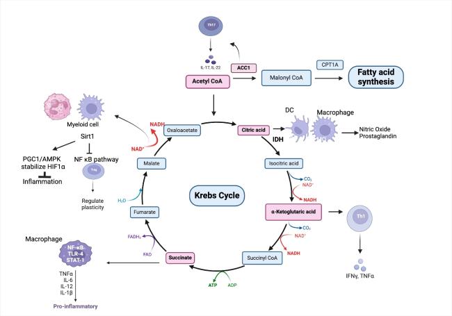 Immunometabolism In Brain Aging and Neurodegeneration: Bridging