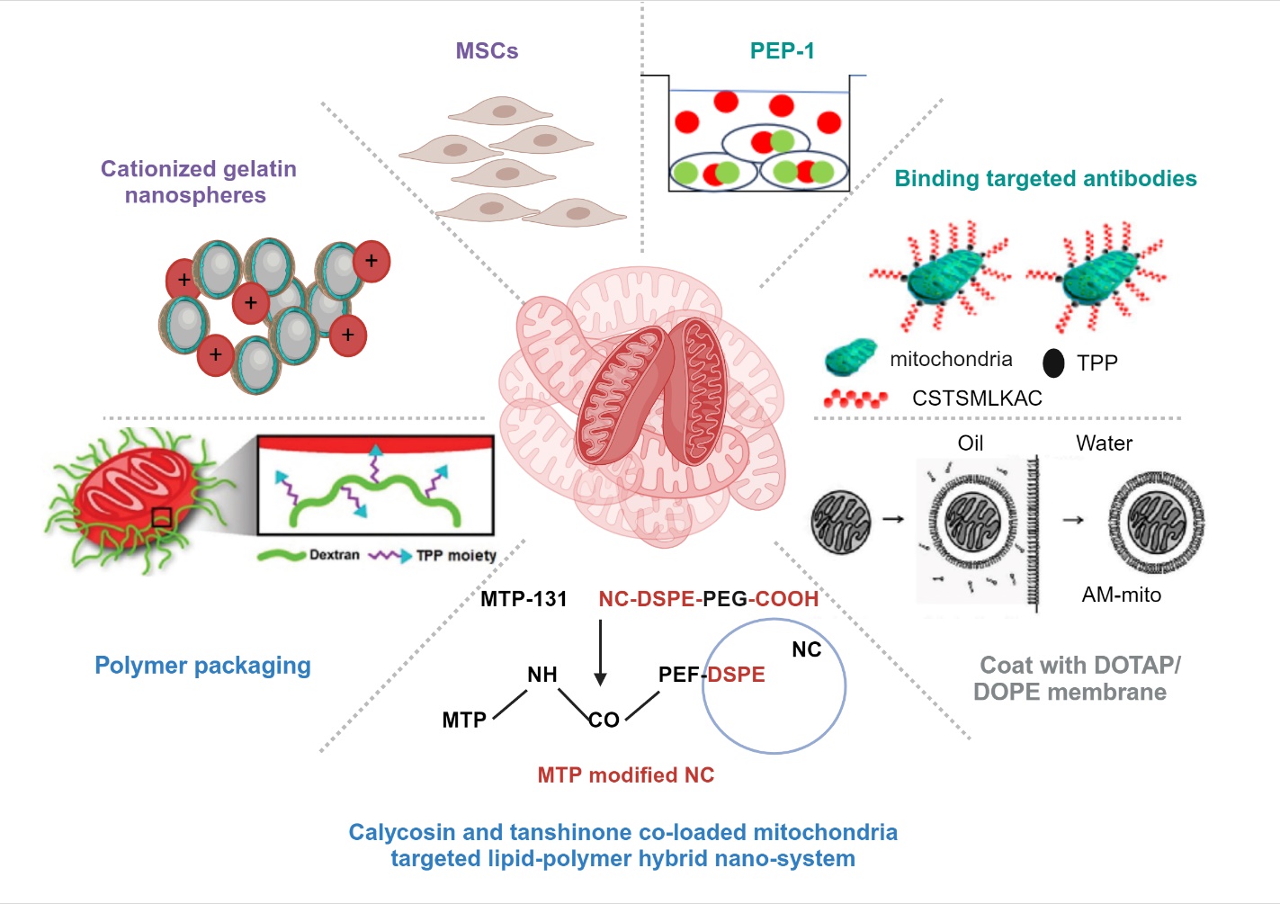 たなかん Engineered Mitochondrial Transplantation as An Anti-Aging Therapy