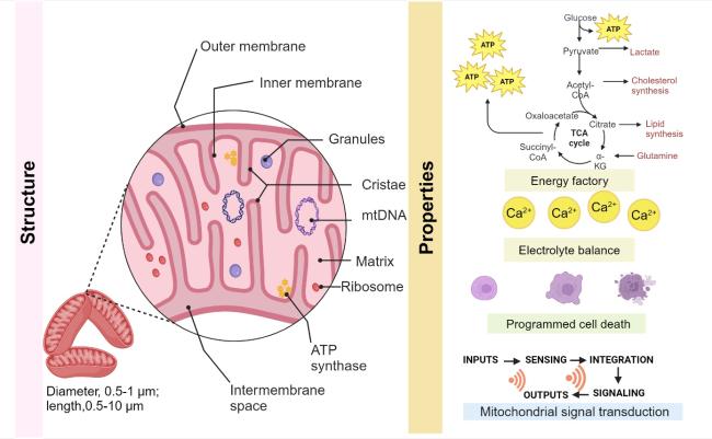 Engineered Mitochondrial Transplantation as An Anti-Aging