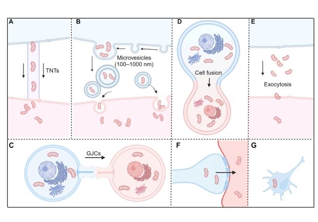 Engineered Mitochondrial Transplantation as An Anti-Aging
