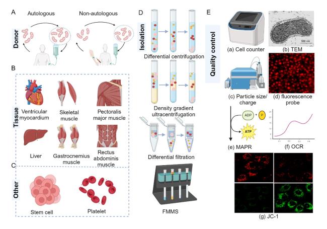 Engineered Mitochondrial Transplantation as An Anti-Aging Therapy