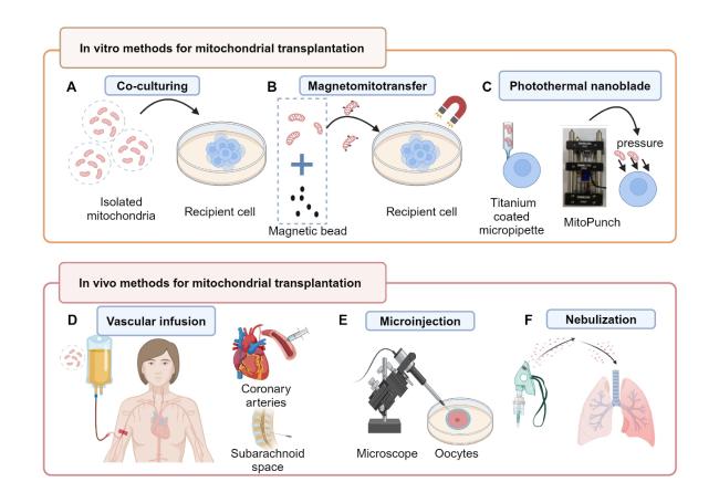 Engineered Mitochondrial Transplantation as An Anti-Aging Therapy
