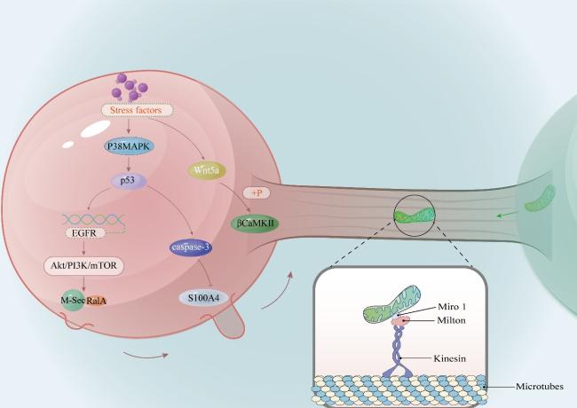 Mitochondrial Transfer in the Neurovascular Unit, Not Only