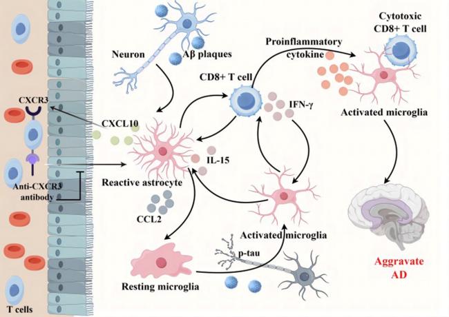 Emerging Roles of Adaptive Immune Response in Alzheimer's