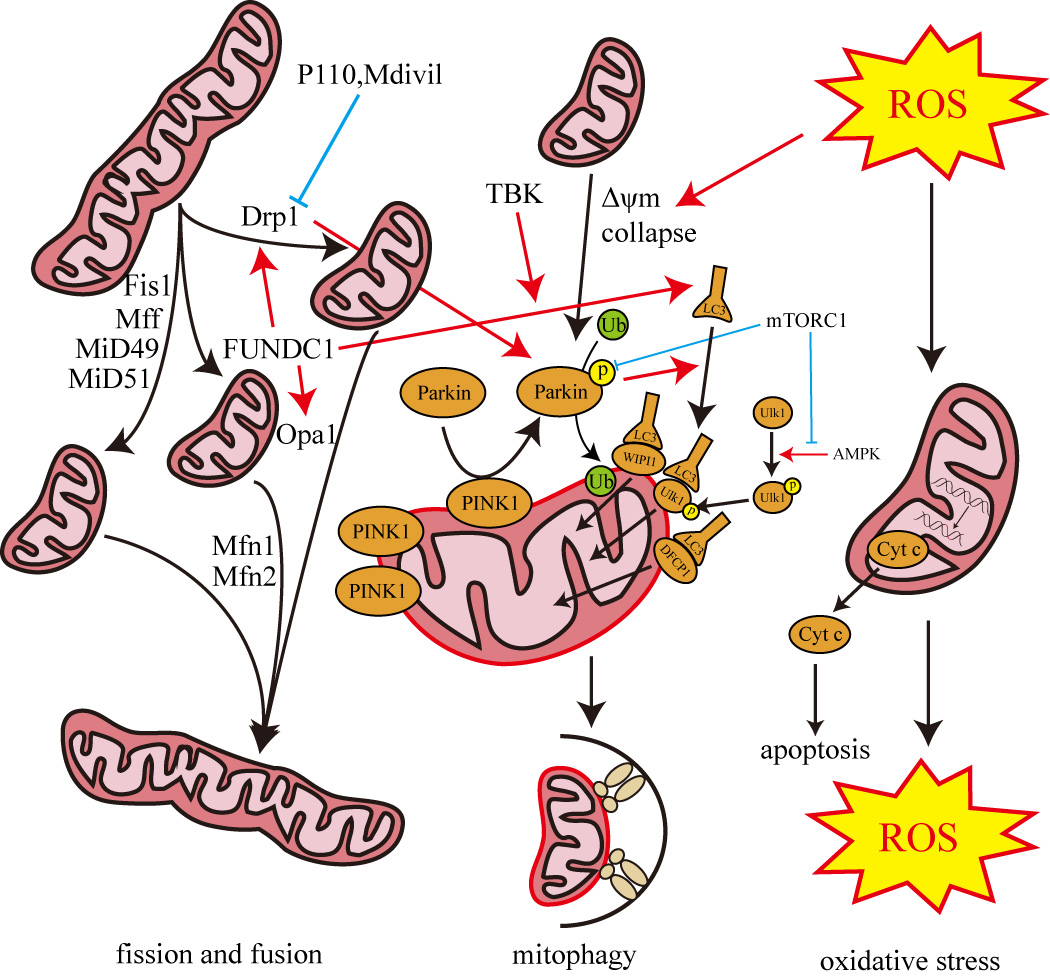 Mitochondrial Dysfunction: A Roadmap for Understanding and
