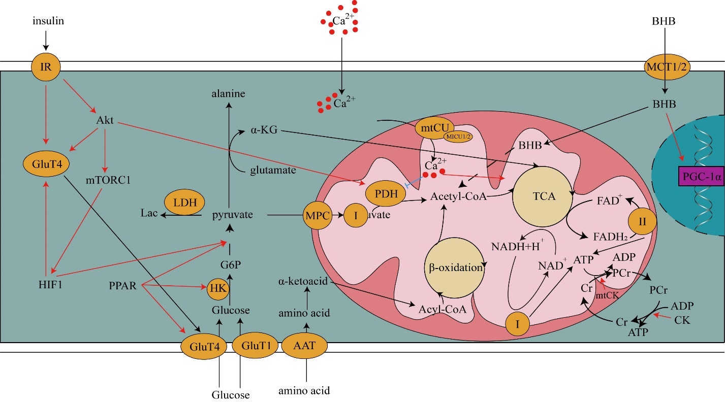 M・M The glycosylation in SARS-CoV-2 and its receptor ACE2