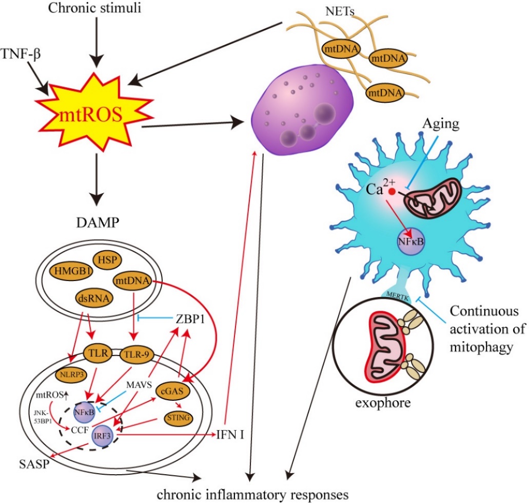 Mitochondrial Dysfunction: A Roadmap for Understanding and