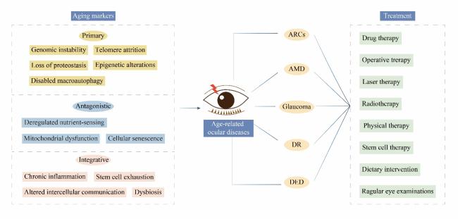 glutathione reductase cofactors Key antioxidant enzymes and the reactions they catalyze are shown. CAT,...