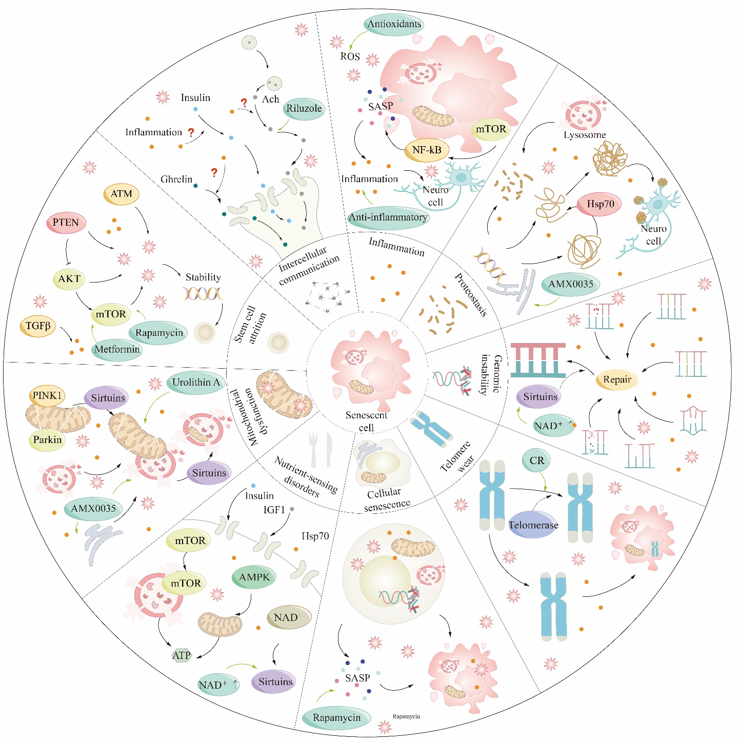 The Impact of Aging on Neurological Diseases in the Elderly
