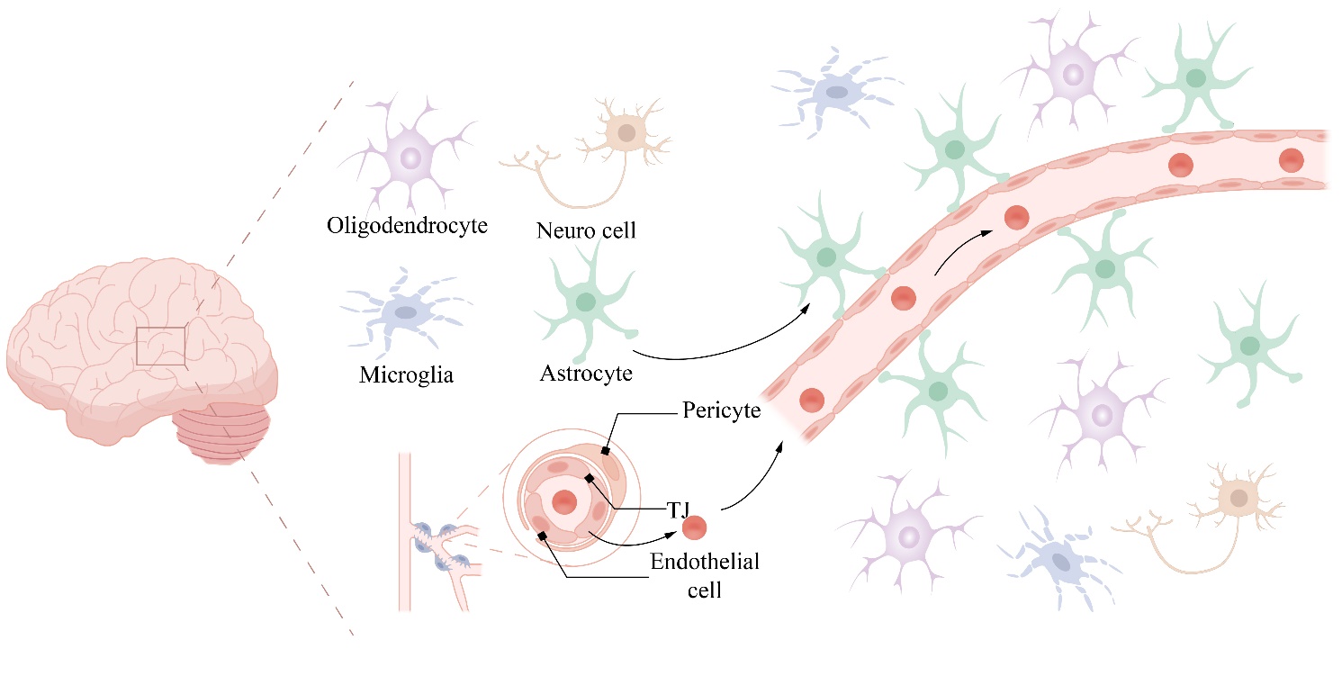 The Impact of Aging on Neurological Diseases in the Elderly