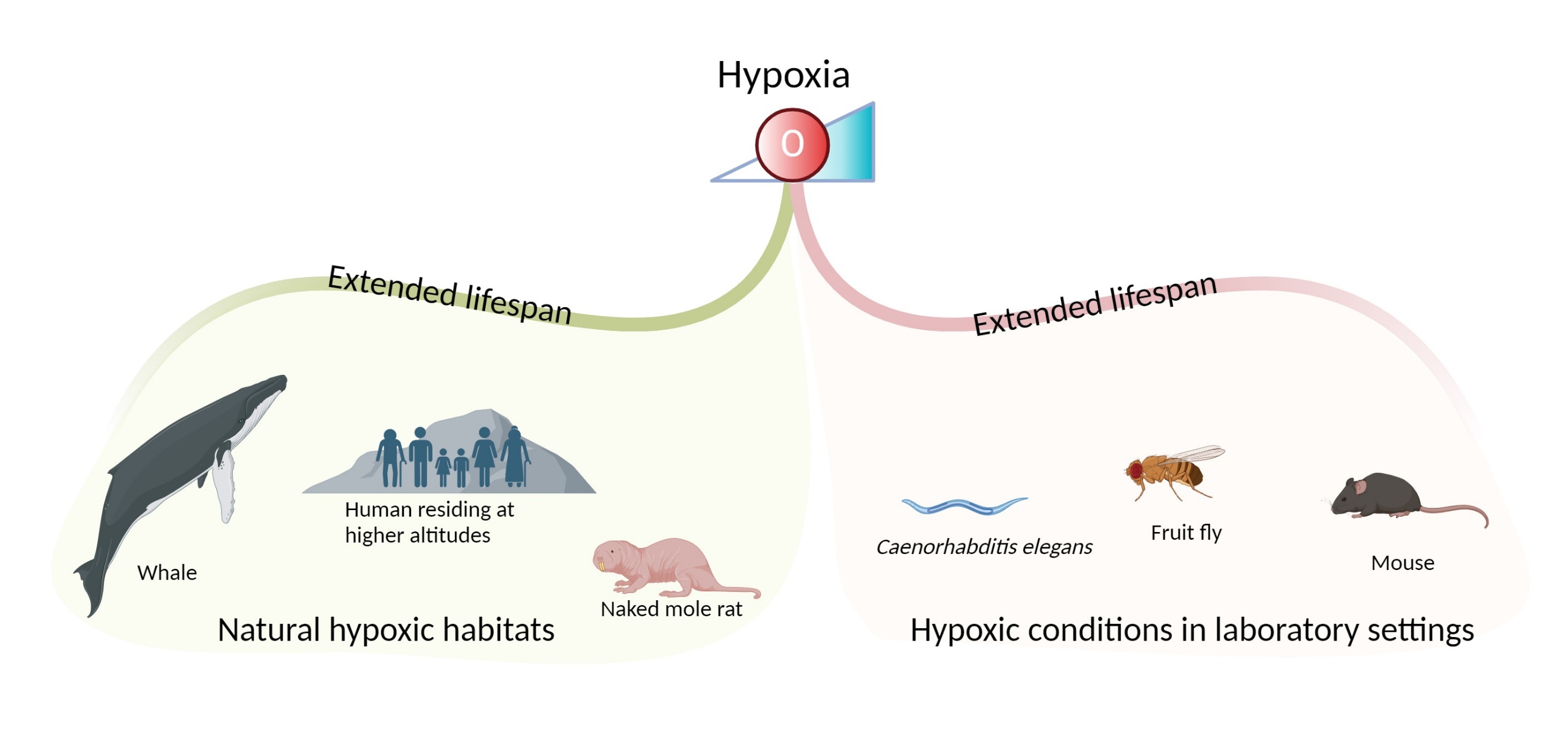 その他 K 1981 Kawasaki KZ550 LTD VIN: JKAKZFC10BA016941 - CLASSIC.COM