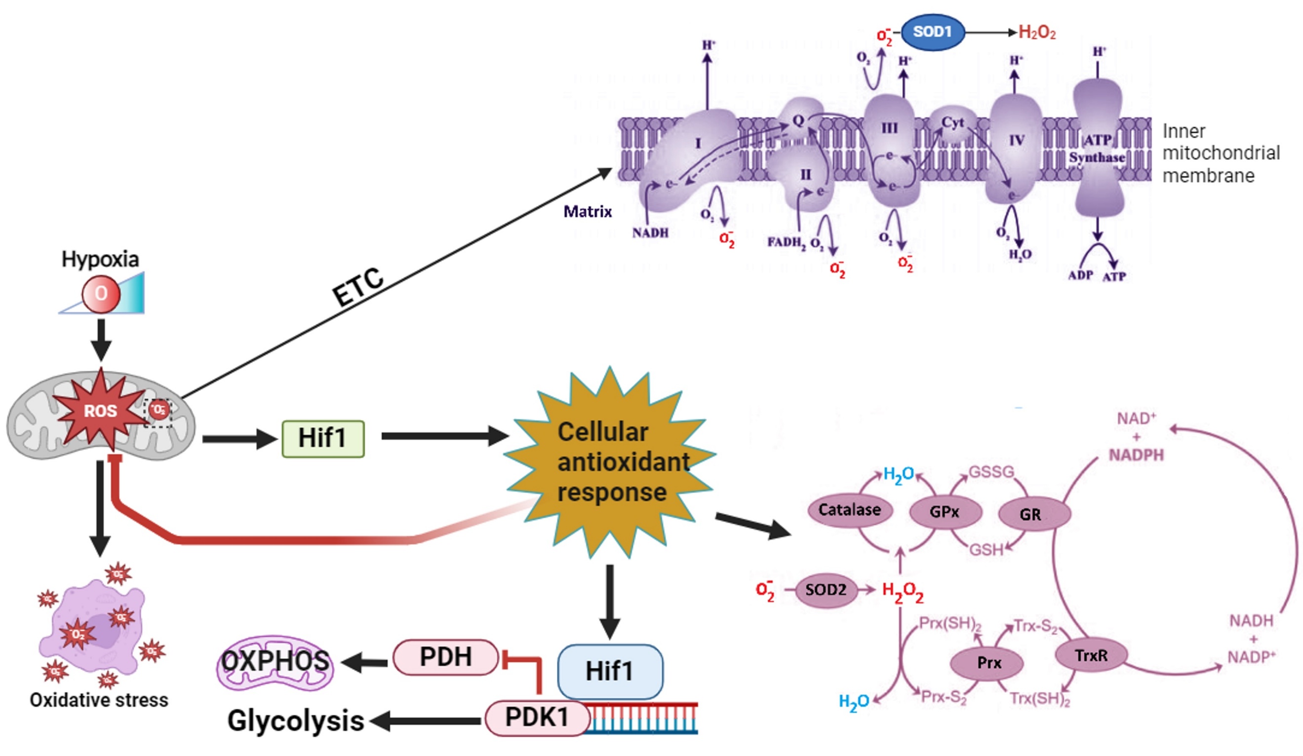 The Role of Hypoxia in Longevity The Role of Hypoxia in Longevity