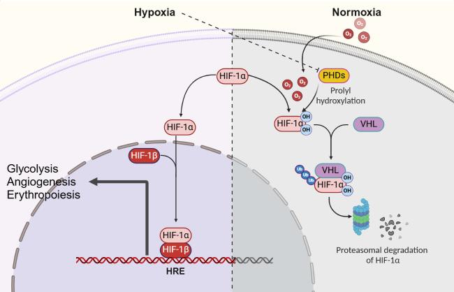 The Role of Hypoxia in Longevity
