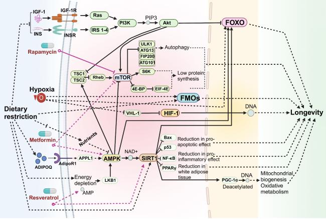 The Role of Hypoxia in Longevity