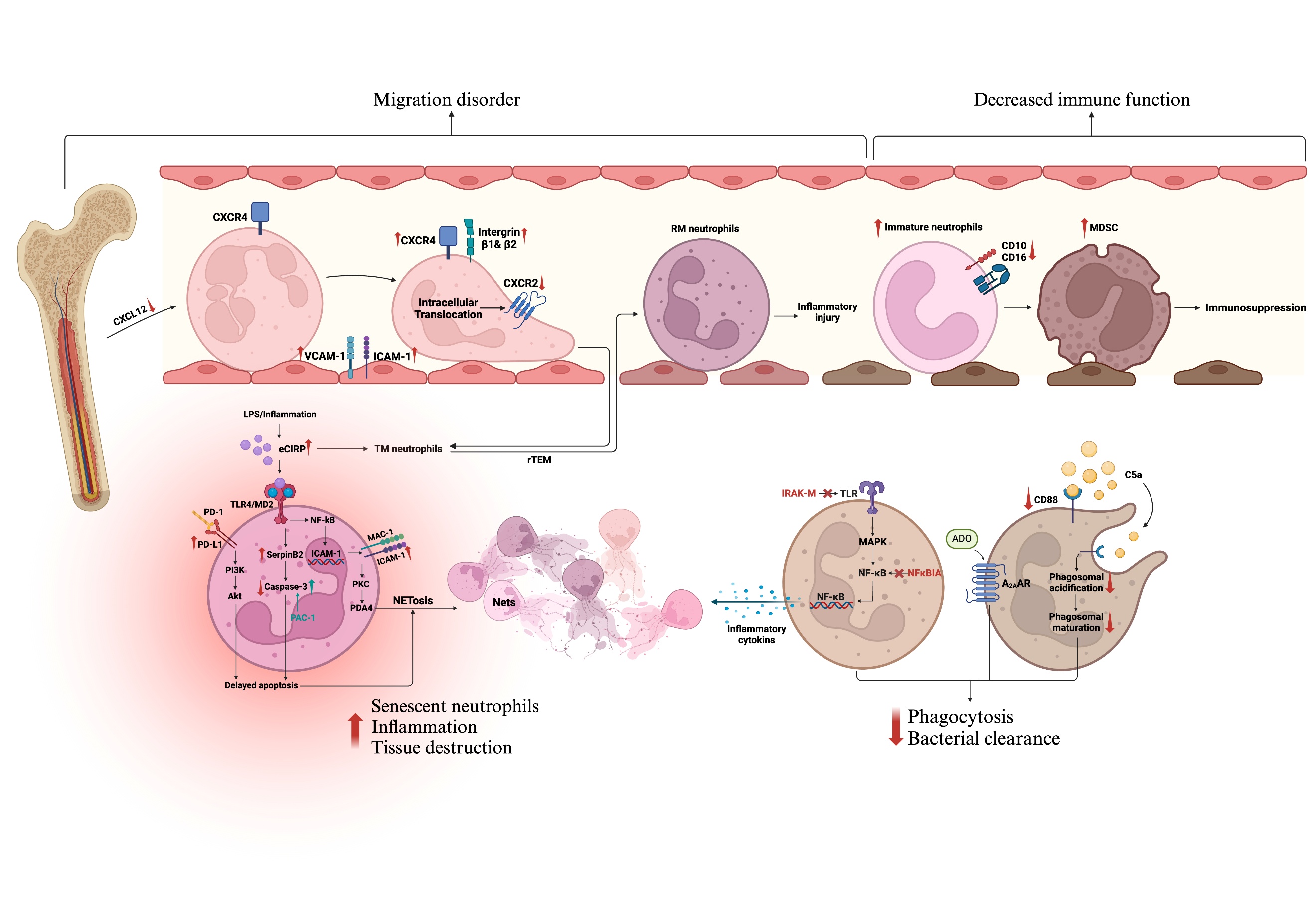 Immunosenescence in Sepsis: Molecular Mechanisms and
