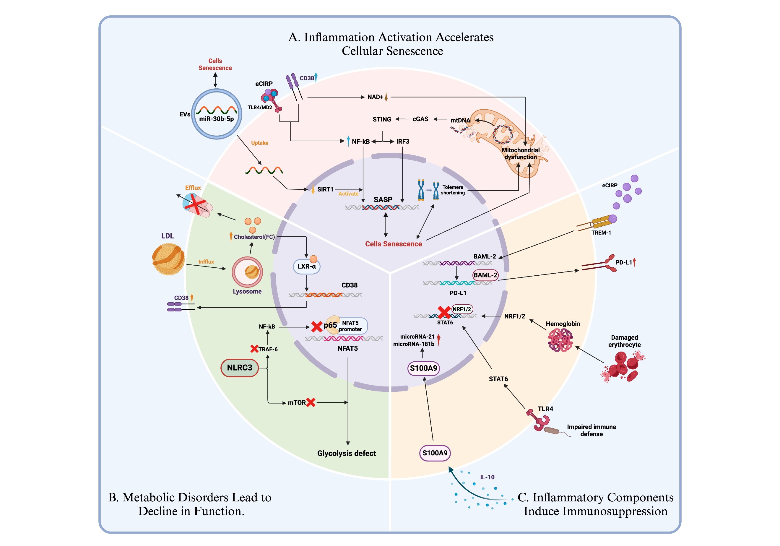 マオ Frontiers | The potential functions of ferroptosis on