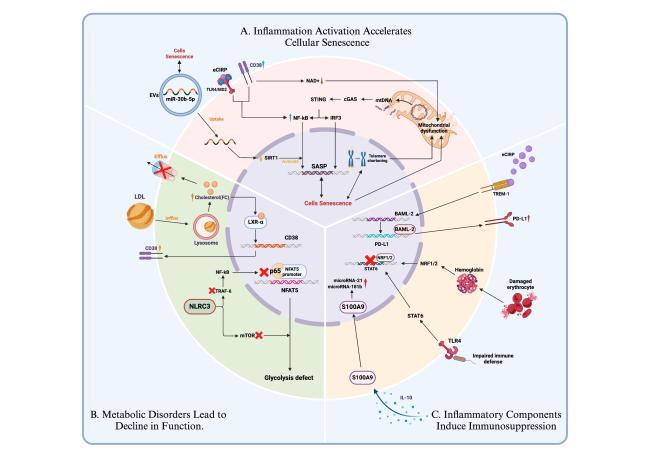 kuri様 Biomaterial-based mechanical regulation facilitates scarless