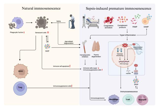 Immunosenescence in Sepsis: Molecular Mechanisms and Potential