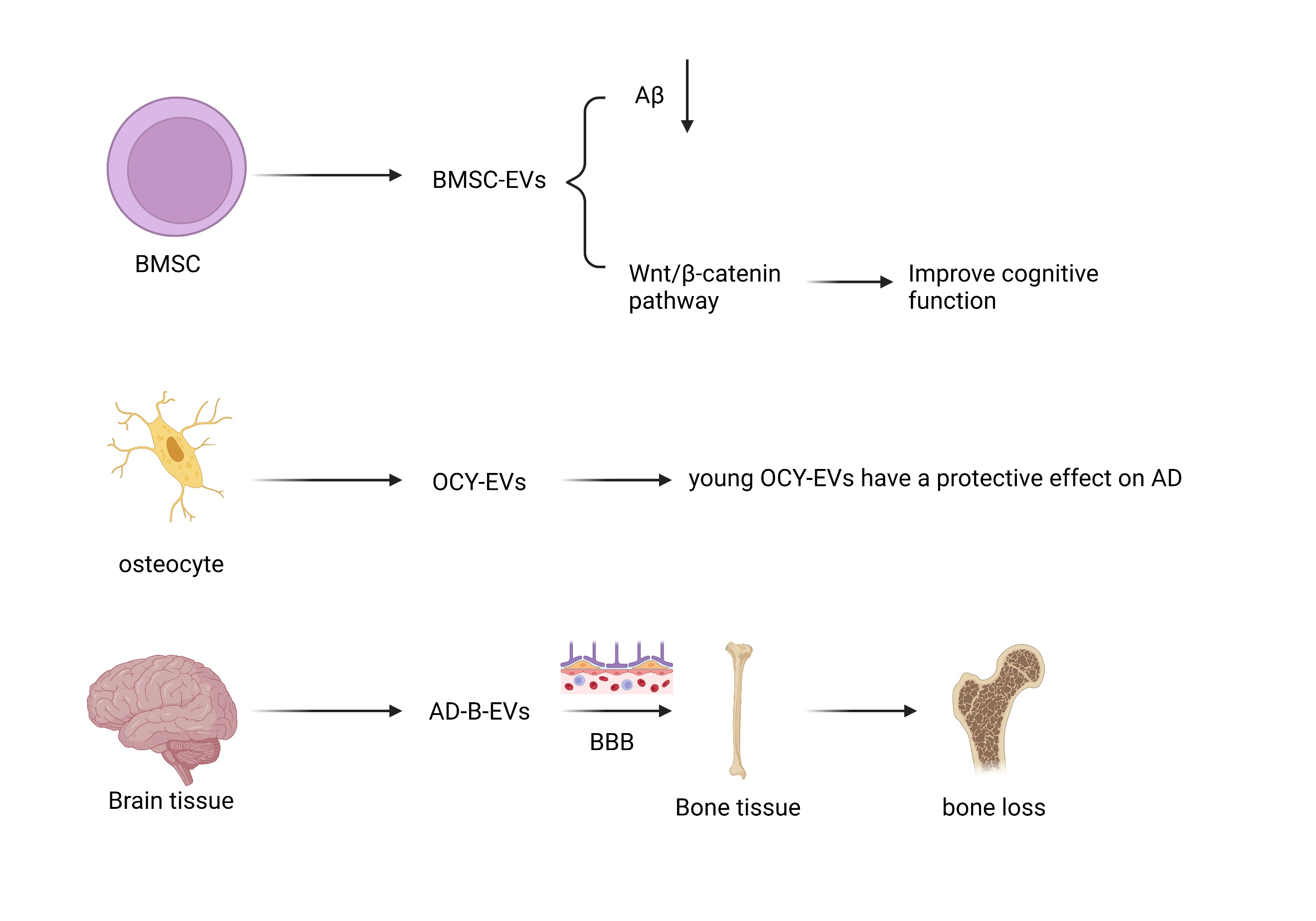 Interconnected Pathways of Alzheimer's Disease and Osteoporosis: A