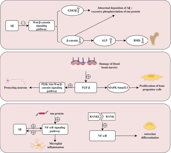 Interconnected Pathways of Alzheimer's Disease and Osteoporosis: A