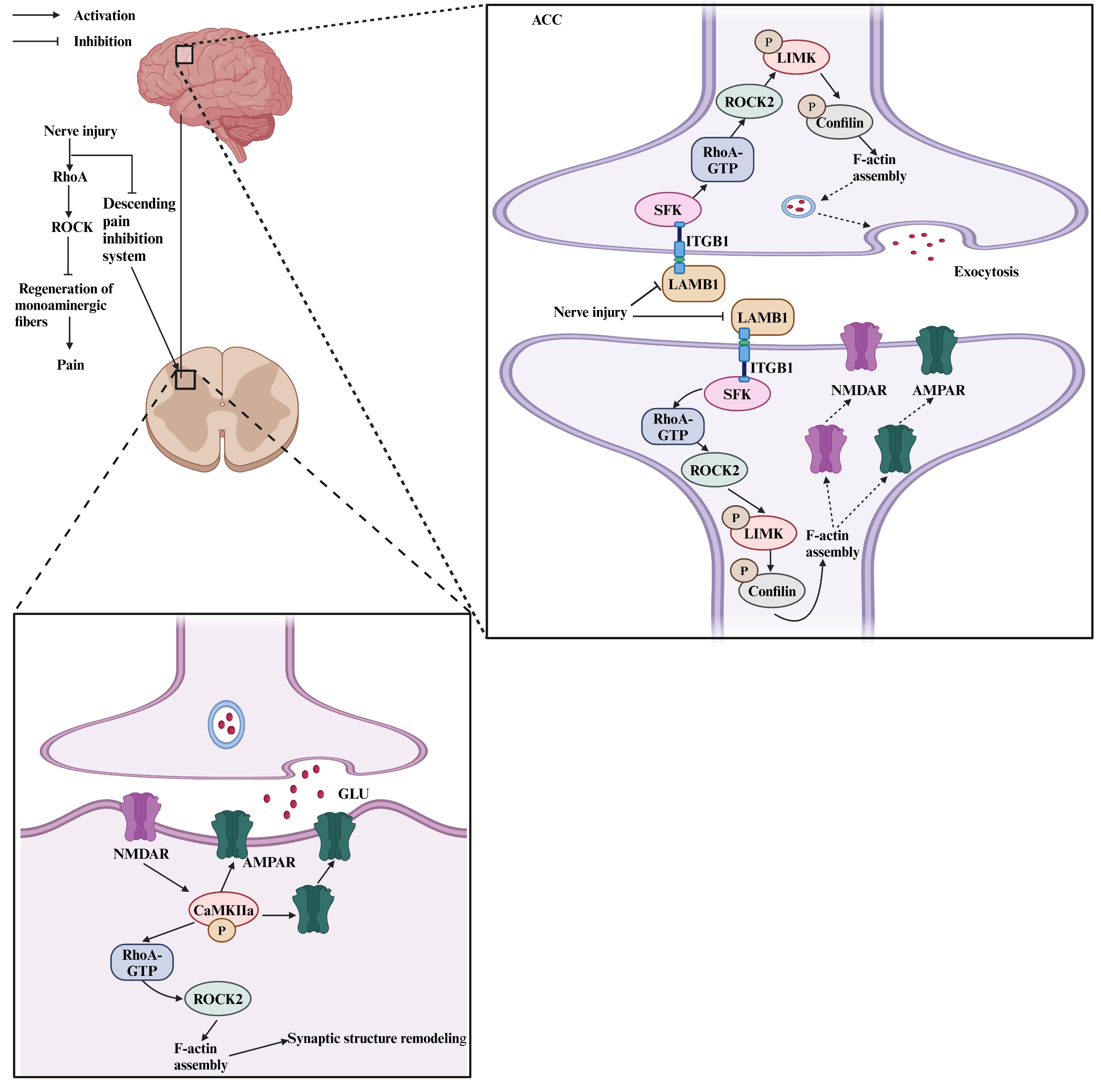 Exploring the Role of RhoA/ROCK Signaling in Pain: A