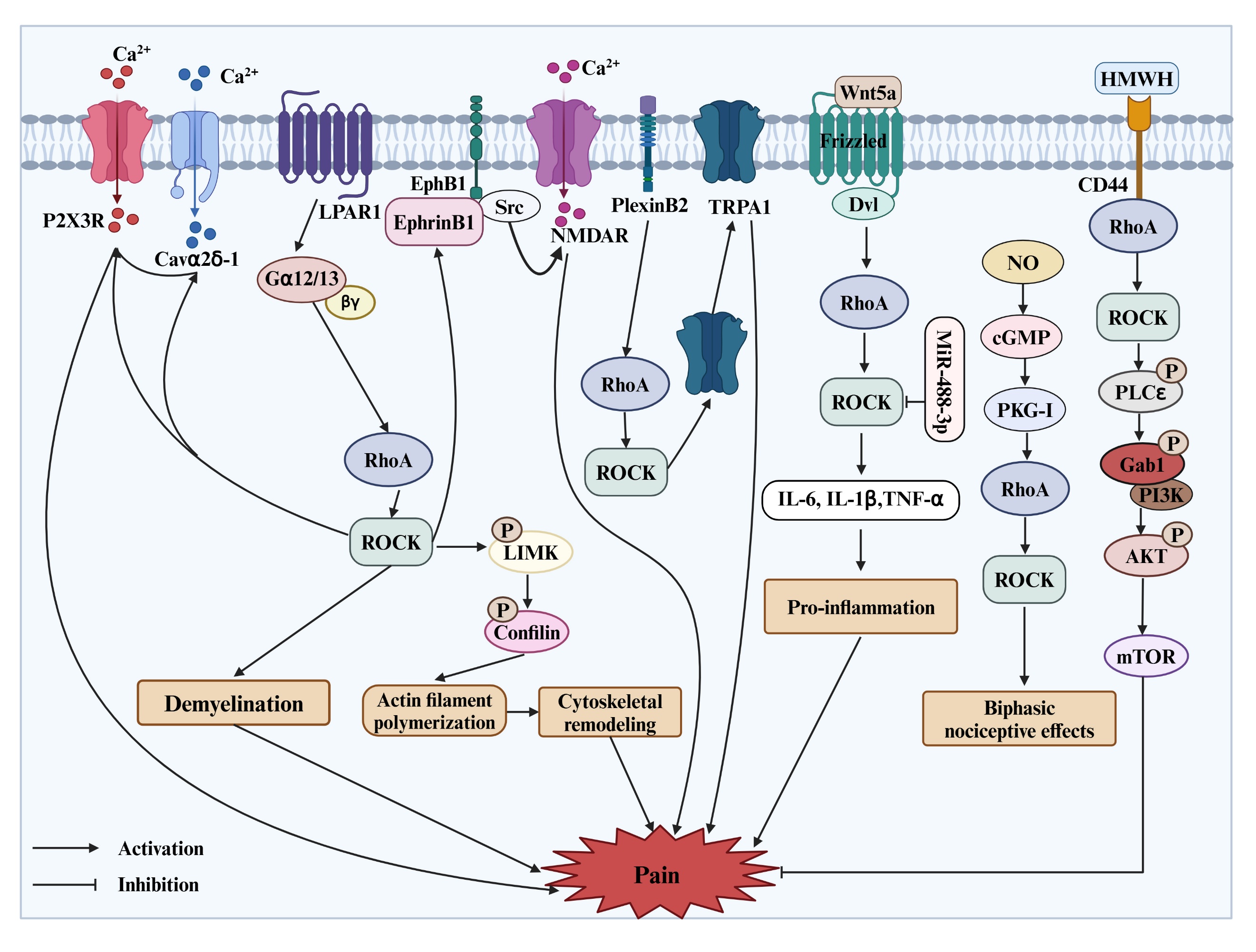 Exploring the Role of RhoA/ROCK Signaling in Pain: A Narrative Review