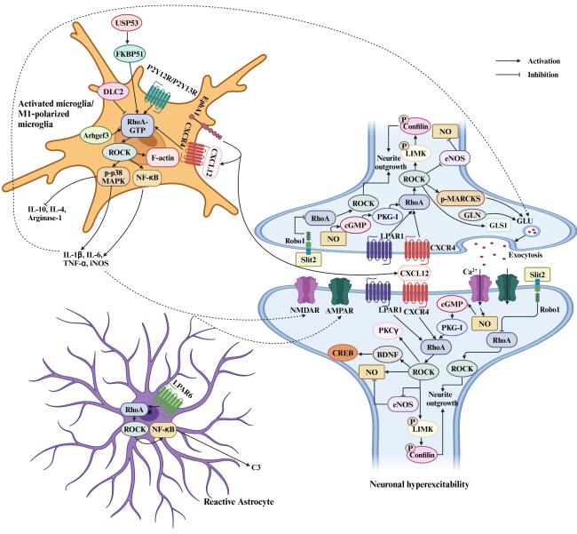 Exploring the Role of RhoA/ROCK Signaling in Pain: A Narrative Review