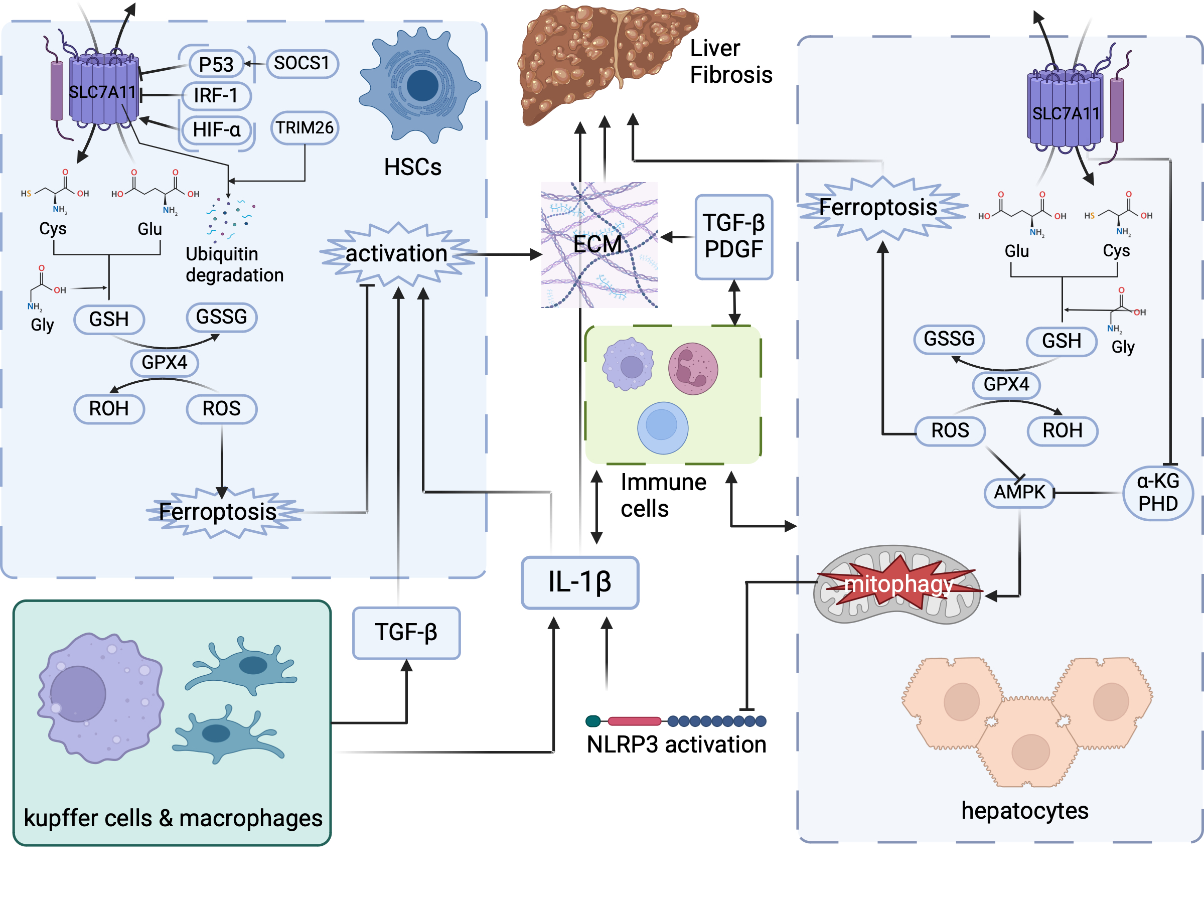 SLC7A11 in Fibrosis: Molecular Mechanisms and Future Prospects