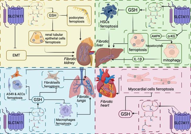 SLC7A11 in Fibrosis: Molecular Mechanisms and Future Prospects