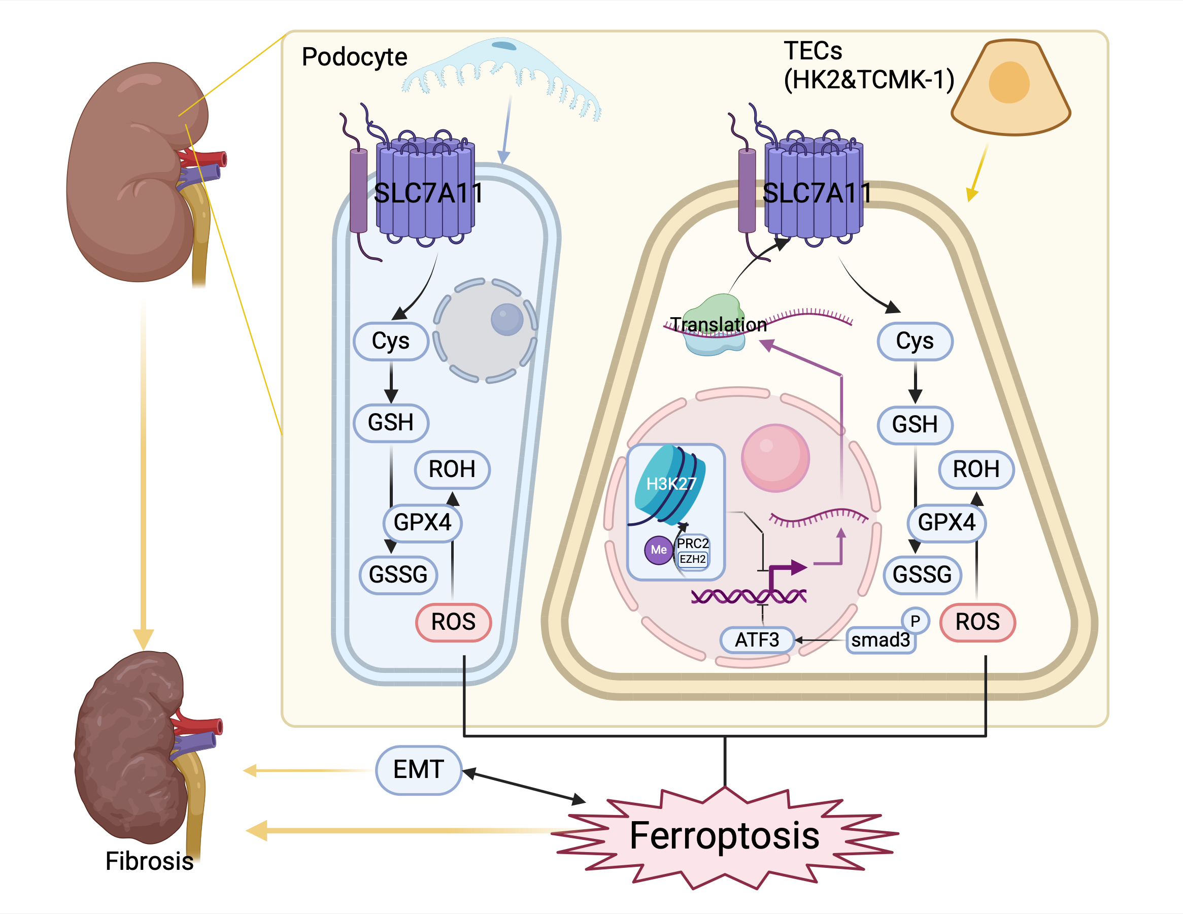 SLC7A11 in Fibrosis: Molecular Mechanisms and Future Prospects