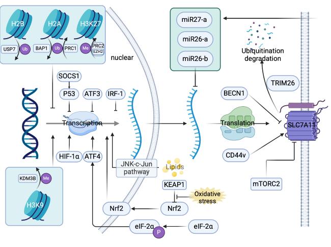 SLC7A11 in Fibrosis: Molecular Mechanisms and Future Prospects