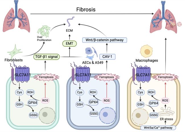 SLC7A11 in Fibrosis: Molecular Mechanisms and Future Prospects