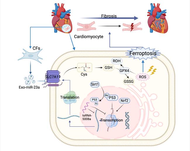 SLC7A11 in Fibrosis: Molecular Mechanisms and Future Prospects