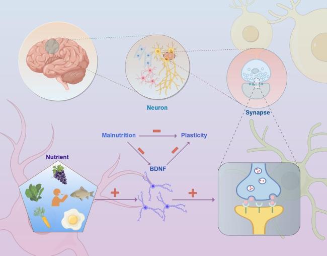 サンプル2 Dual Challenges in the Context of Healthy Aging: A Comprehensive