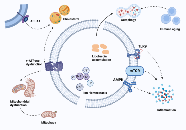 Lysosomes as Dynamic Regulators of Metabolic Signaling and
